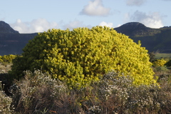 Leucadendron laureolum