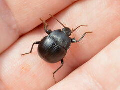 Accanthopus velikensis