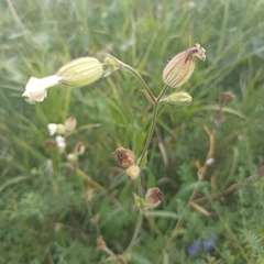 Silene latifolia alba