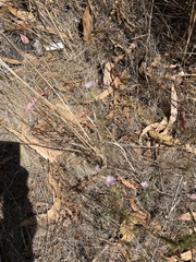 Epilobium brachycarpum