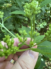 Verbesina occidentalis