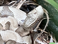 Agkistrodon contortrix