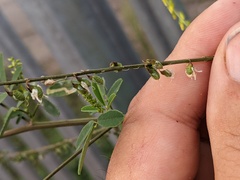 Melilotus officinalis