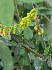 Melilotus officinalis