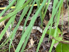 Agkistrodon contortrix