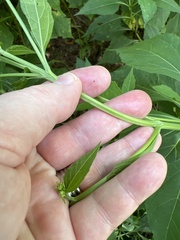 Verbesina occidentalis