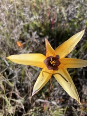 Pauridia canaliculata