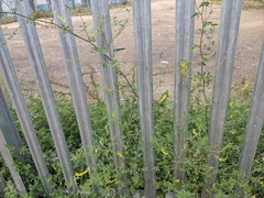 Melilotus officinalis