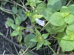 Mazus pumilio