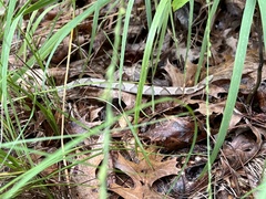 Agkistrodon contortrix