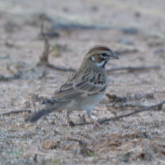 Chondestes grammacus