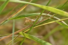 Chorthippus apricarius