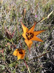Pauridia canaliculata