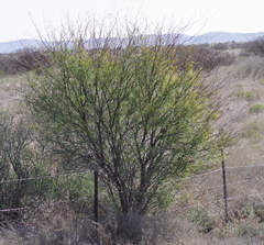 Prosopis glandulosa