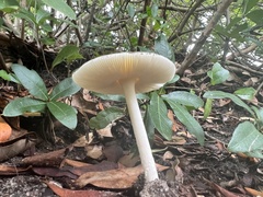 Amanita