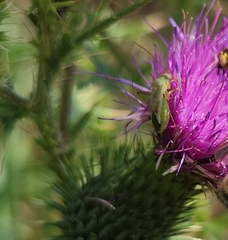 Adelphocoris lineolatus