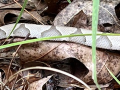 Agkistrodon contortrix