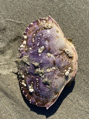 Metacarcinus magister