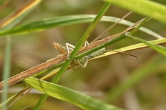 Chorthippus apricarius