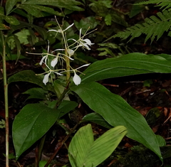 Hedychium cylindricum