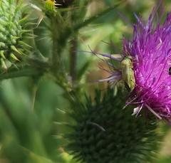 Adelphocoris lineolatus