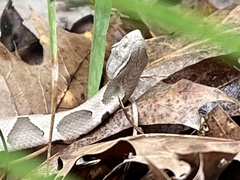 Agkistrodon contortrix