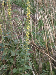 Verbascum simplex
