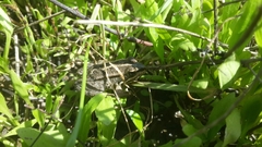 Pelophylax bedriagae