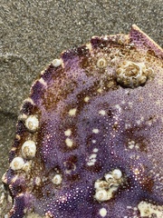 Metacarcinus magister