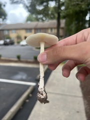 Amanita