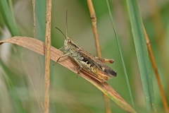 Chorthippus biguttulus