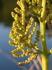 Sceptridium multifidum