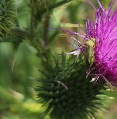 Adelphocoris lineolatus
