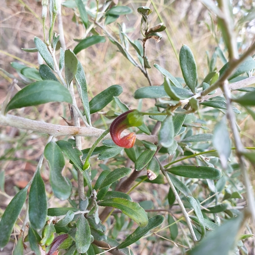 Grevillea montana, photograph 4