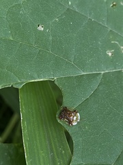 Helocassis testudinaria