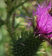 Adelphocoris lineolatus