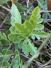 Sceptridium multifidum