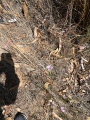 Epilobium brachycarpum