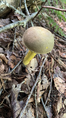 Retiboletus ornatipes