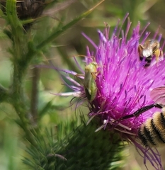 Adelphocoris lineolatus