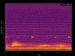 Pipistrellus pygmaeus