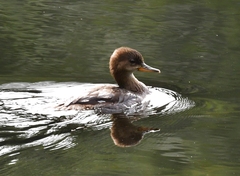 Lophodytes cucullatus