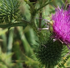Adelphocoris lineolatus