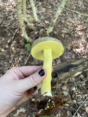 Retiboletus ornatipes