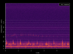 Pipistrellus pygmaeus
