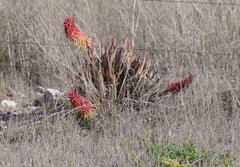 Aloe claviflora