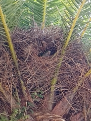 Myiopsitta monachus