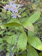 Eurybia radulina