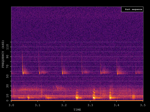 Soprano Pipistrelle