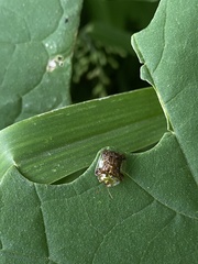 Helocassis testudinaria